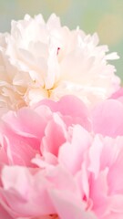 Close-up of two delicate peonies, one white, one soft pink, in soft focus
