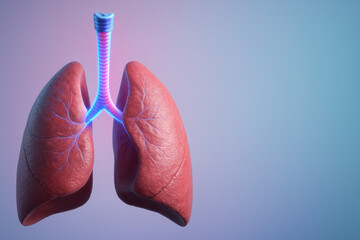 Anatomical Insight: This image showcases a detailed depiction of the human lungs. The vibrant colors highlight the intricate structures and the complexity of the respiratory system.