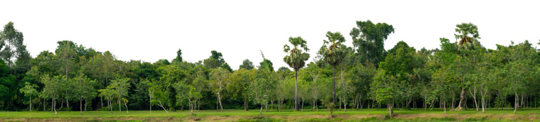 Natural green forest tree line with transparent background PNG for design and creative projects....