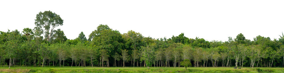 Natural green forest tree line with transparent background PNG for design and creative projects....