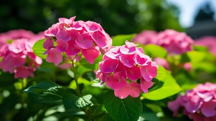 Fototapeta premium Pink hydrangea flowers in full bloom against blurred green garden background, vibrant summer floral scene with soft natural lighting and rich colors.