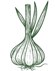 Hand-drawn illustration of a garlic bulb
