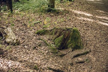 Moss covered tree stump surrounded by dry leaves on forest floor