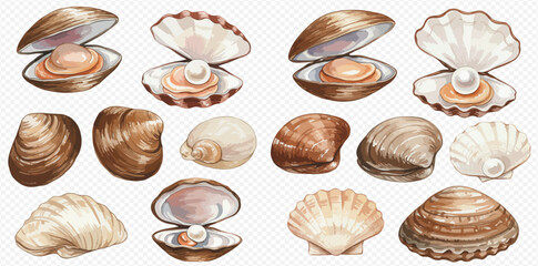 A beautiful collection of watercolor illustrations featuring various seashells, including open clams and scallops with pearls inside.