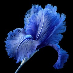 A vibrant blue iris blossom, its petals resembling soft feathers, is elegantly presented against a stark black backdrop.  The image showcases intricate detail and texture