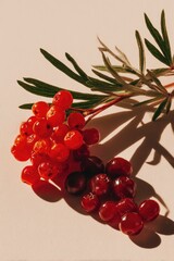 A sprig of red berries casts a shadow on a pale background.  The berries are clustered, some brighter than others, suggesting different ripeness.  Soft lighting enhances their vibrancy
