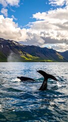 Fototapeta premium Whales surfacing in a fjord