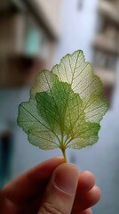 A close-up shot shows a hand holding a translucent, pressed leaf, showcasing intricate vein details and a gradient of green and yellow hues against a blurred background