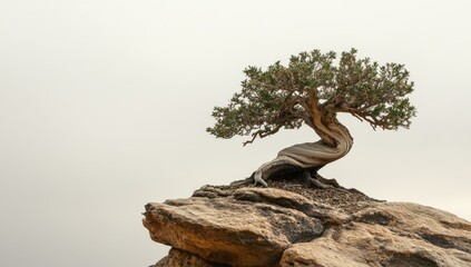 Photo of a bonsai tree growing on top of an isolated rock in the desert, representing strength and resilience. Web banner with copy space on the right side.