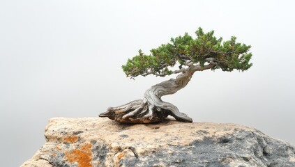 Photo of a bonsai tree growing on top of an isolated rock in the desert, representing strength and resilience. Web banner with copy space on the right side.