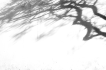 shadow overlay effects of realistic abstract scary tree shadow on wall background,Summer sunlight and shadow overlay effect,shadow for halloween background