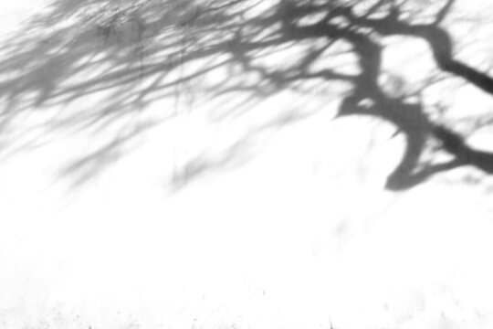 shadow overlay effects of realistic abstract scary tree shadow on wall background,Summer sunlight and shadow overlay effect,shadow for halloween background