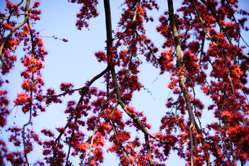 Vibrant Red Blossoms Against Blue Sky in Spring Nature Scene