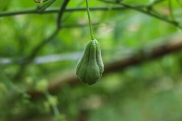 closeup of young chayote fruit growing naturally on vine with blurred green background