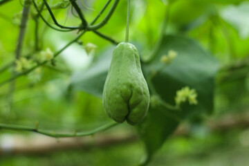 young fresh chayote fruit hanging on vine surrounded by green leaves in daylight