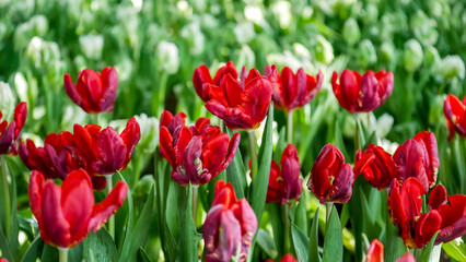 red tulips in the garden