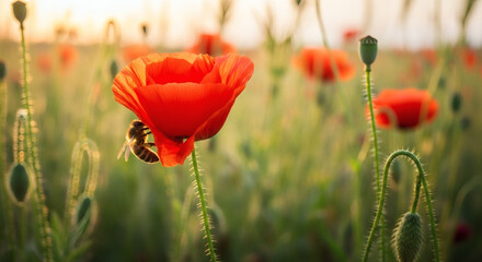Close up of a bee on a red poppy in a field at golden hour light