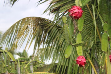 Ripe Dragon Fruits Hanging on the Plant