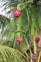 Ripe Dragon Fruits Hanging on the Plant