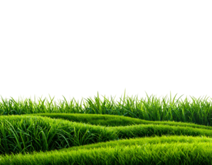Realistic Green Grass Border Isolated on Transparent Background