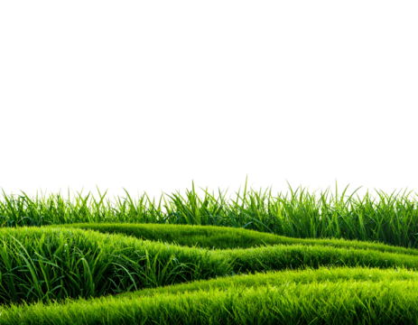 Realistic Green Grass Border Isolated on Transparent Background