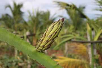 Dragon Fruit Flower on the Plant