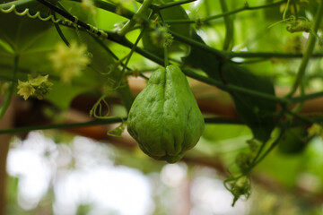 fresh green chayote vegetable growing on vine with natural leaves background in daylight