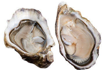 Fresh Oysters in Shell Isolated