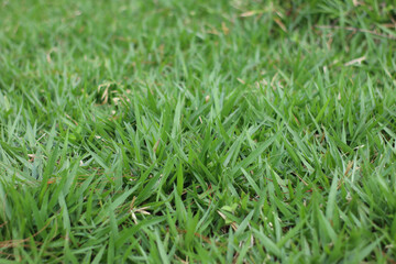 closeup view of fresh green grass field growing healthy and dense in tropical garden