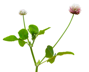 Alsike clover, Trifolium hybridum, blooming with green leaves, isolated on a transparent background, png phoyography
