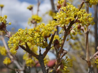 Close-Up of Bright Yellow Cornelian Cherry Dogwood (Cornus mas) Flowers in March, Colorado