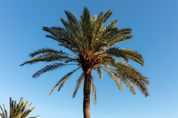 Fuengirola, Malaga, Andalusia, Spain. 3 September 2025. Palm trees against the sky