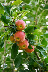 나뭇가지에 붉게 익고 있는 작은 사과 