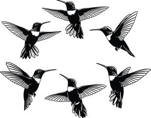 Hummingbird silhouette vector set, flying bird illustrations, black and white wildlife art, tropical animal design, nature clipart, decorative elements