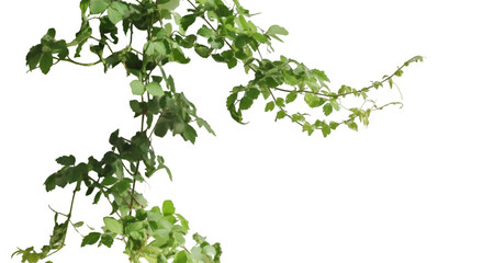 green leaves on white background