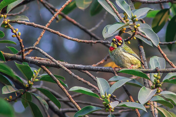 Colorful coppersmith barbet bird perched on a branch amidst lush green foliage