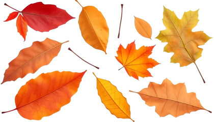 Obraz premium autumn maple leaves