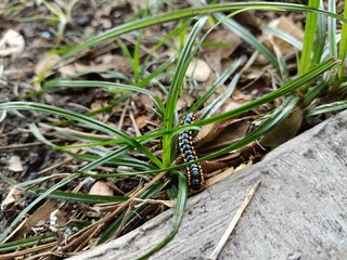 Yellow spotted millipede among the grass