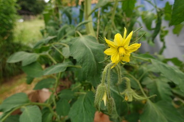Yellow tomato flower blooming in garden