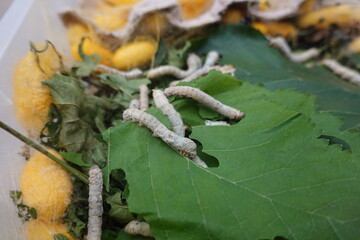 Silkworms eating mulberry leaves and cocoons in a plastic box