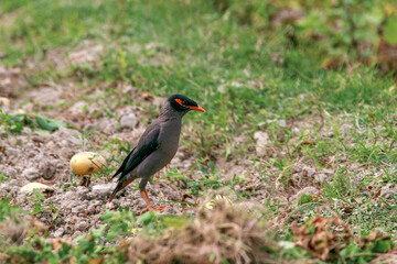 A solitary myna bird with a dark head and orange beak stands on grassy ground