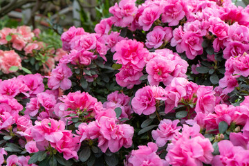 Azalea bud flower. Rhododendron plant in garden. Floral background. Pink color petal bush