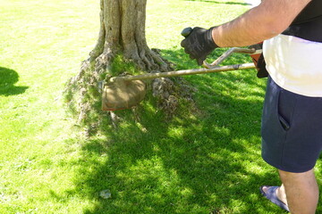 Gardener cutting grass around tree with brushcutter