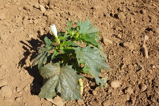 Jimsonweed growing in dry soil with white flower