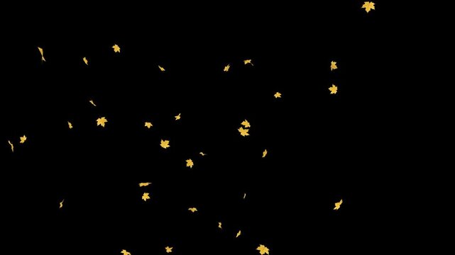 Maple leaves gracefully fall on a transparent background. This versatile alpha clip is perfect for adding natural autumn beauty as an overlay or element.