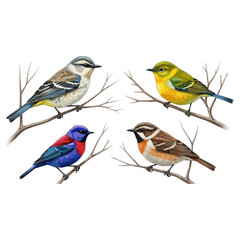 Colorful birds perched on branches, natures vibrant display.
