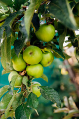Green apples on a tree in the garden hanging from a tree branch. An orchard.