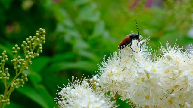 Natural detailed closeup on a red pine longhorn beetle, Stictoleptura rubra on the flowers of a blossom Sorbus aucuparia, sweet smelling Meadowsweet, Syringa amurensis, queen of the meadow