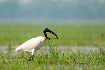 Black-headed Ibis with Prey in Wetland Habitat