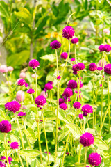 Globe amaranth or Gomphrena Globosa plant in Zurich in Switzerland 6.8.2025